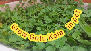 How to grow ThanKuni/ Gotu kola/Centella Asiatica in pot# টবে থানকুনি পাতা চাষ পদ্ধতি @Horticulture