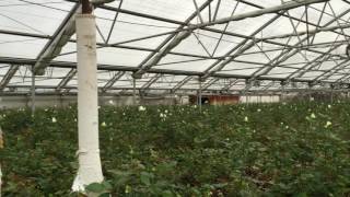 Hail Storm at Rose Greenhouses