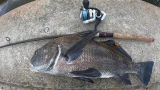 Dock Hopping In Downtown Catching Black Drum and Sheepshead!