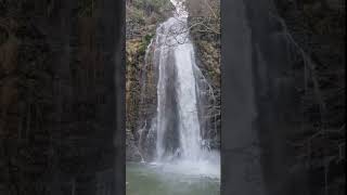 箕面滝道おもしろ動画　　雨上がりの滝、ふくらむ木の芽、春突入