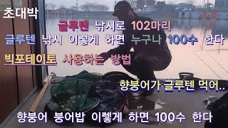 향붕어들이 글루텐 먹을까 102마리 잡는 붕어밥 공개