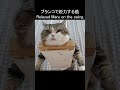 ブランコで脱力するねこ。 shorts