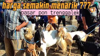 HARGA KAMBING SEMAKIN MENARIK ???? PASAR PON TRENGGALEK