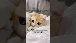 বড় মনের মানুষ🤭 #banglastatus #catvideos #cute #catfunny #funny #quotos #funnycatvideos #pets #fyp