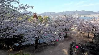 ☆今日の宮島☆ 2023年宮島桜開花総集編