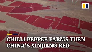 Chilli pepper farmers in China’s western Xinjiang region brace for bumper harvest