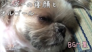 犬の寝顔とオルゴール　MUSIC BOX　シーズー ももさんの日常  Dog'　sleeping face and music box[睡眠BGM集]