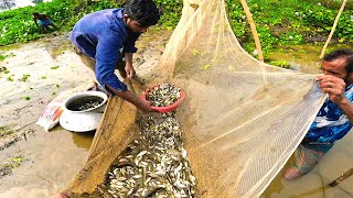 দেশী মাছের ছড়াছড়ি|অল্প সময়ে প্রচুর মাছ ধরার কৌশল |Traditional Fishing Festival |Tangon Fishing Video