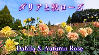 Dahlia \u0026 Autumn Rose, Serakogen Farm Hiroshima Japan: One of Japan's largest flower tourism farms