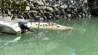 かめさんの日向ぼっこ■定点撮影動画■Japanese landscape. The turtle's sunbathing.