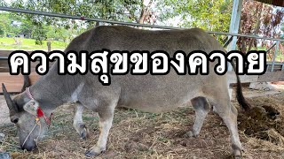 ความสุขของควาย