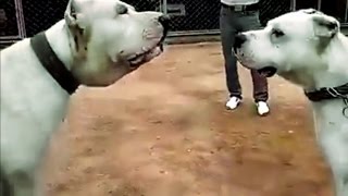 Bully Kutta vs Dogo Argentino - Dogo Argentino is Scared of Bully Kutta