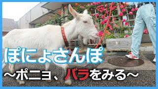 【崖の上のヤギ】ぽにょさんぽ　～ポニョ、バラをみる～（2021/5/29）佐倉市