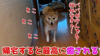 呼ぶと何度も何度も走ってきてくれる健気すぎる柴犬ハナが shiba inu is cute