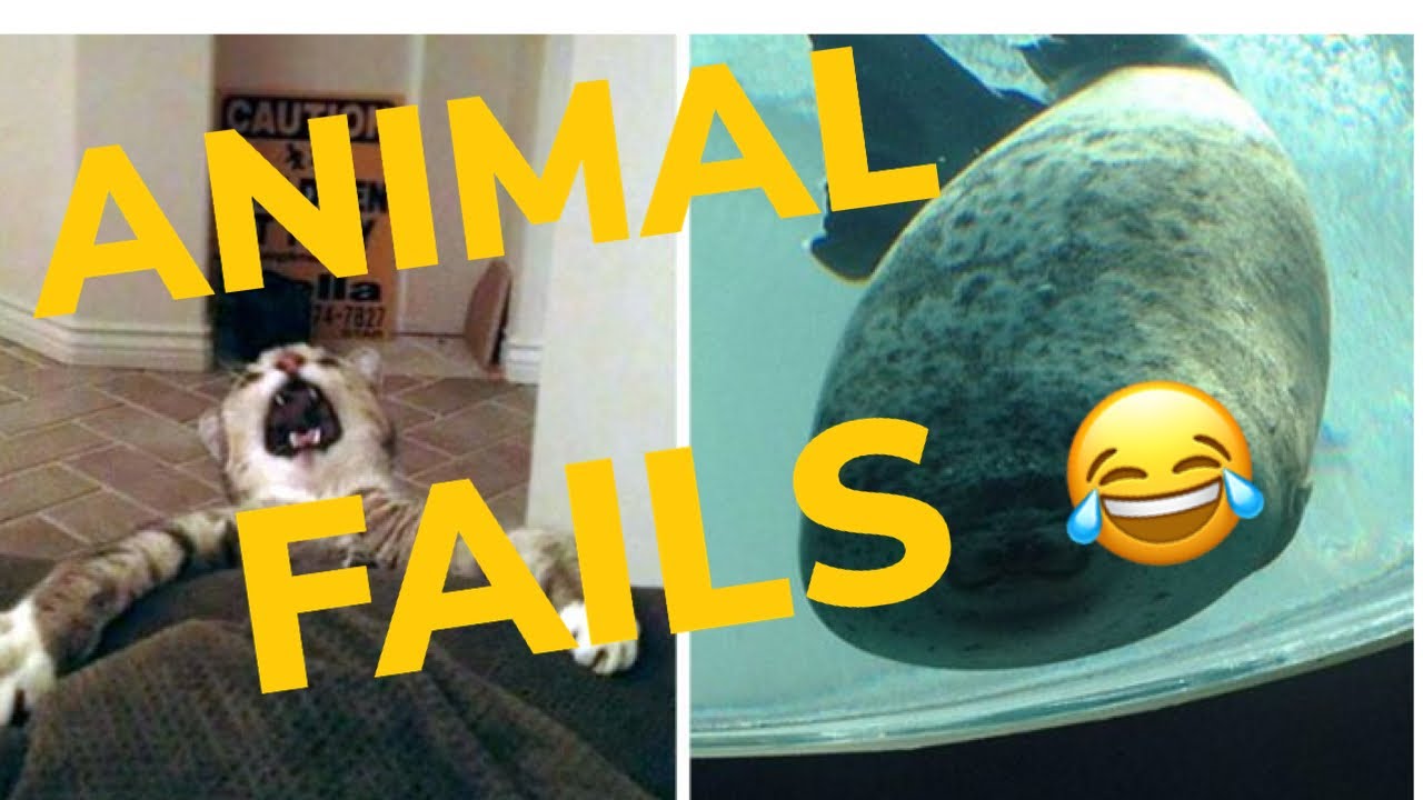 🔥😂 FUNNY ANIMAL COMPILATION FAILS 2020 😂🔥| INSTAGRAM | EPIC FAILS - YouTube