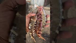 😳உயிரோட இருக்கும் இறால் தோல் உரிக்க முடியாது⁉️🦐🍤#shorts #kasimedu #prawn