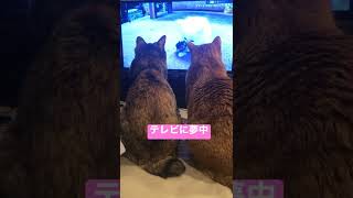 テレビに夢中な2匹❤️    ＃shorts    ＃猫　＃テレビ