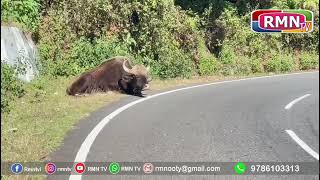 காட்டெருமைக்கு சிகிச்சை அளிக்கப்படுமா மஞ்சூர் பகுதியில் நிலவவும் சம்பவம்