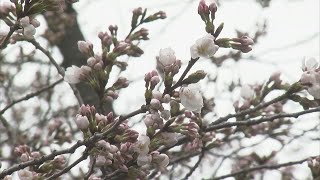 【観測史上最速】桜の名所・高田城址公園で「桜の開花」発表　《新潟》