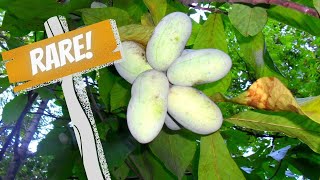 5 Rare Fruit Trees You Need To Grow! | Cold Hardy Fruit To Wow!