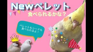 【まるぺんしい】新しいペレットへの挑戦【ラウディブッシュ】