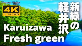 4K  軽井沢の森  Karuizawa of forest and  Fresh green leaves 新緑 観光 旅行 Travel guide 雲場池  癒しの森 碓氷峠 滝 リラックス