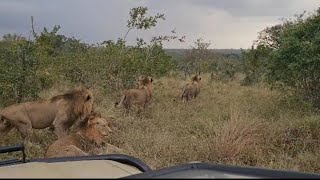 4 Kambula Male Lions Together | Amazing Sighting | 13 May 2024