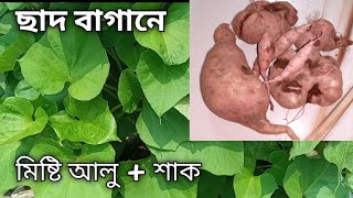 ছাদ বাগানে /টবে মিষ্টি আলু চাষ পদ্ধতি।। How to grow sweet potato in pot।। নগর কৃষি।