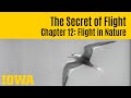 The Secret of Flight 12: Flight in Nature