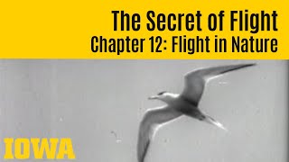 The Secret of Flight 12: Flight in Nature