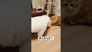 【マンチカン＆ビションフリーゼ】もふ犬と女王猫のにらめっこ 【犬と猫、両方飼ってると毎日かわいい♥】