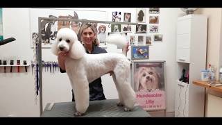 Großpudel Königspudel schneiden Poodle grooming King Size Poodle