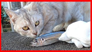 ライバルをうまく交わしながら新鮮な魚を頭から尾尻まで完食する野良猫 “A stray cat eats fresh fish deliciously”