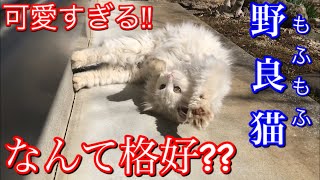 呼んだらこっちに来てゴロンゴロンする長毛野良猫が可愛い