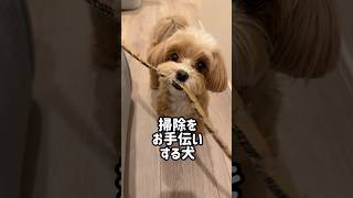 おりこうすぎた🥰 #トイプードル #toypoodle #犬のいる生活 #マルプー #犬 #dog