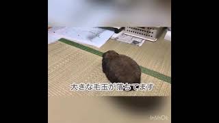 丸まってるうさぎ