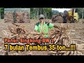 Panen Singkong- Jenis Singkong Bw 1 umur 7 Bulan...