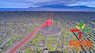 Vinhas da criação Velha - Moinho do Frade - Frade windmill - Pico Island - Azores - 4K Ultra HD