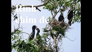 Đi xem chim sinh sản ở Tràm chim Đồng Tháp/Khám phá miền tây