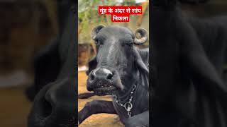 मुंह के अंदर से नाग निकला 🐍|| Snake came out of mouth #shorts #dogs #cats #buffalo #animals