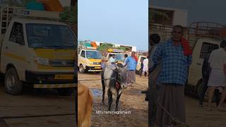 #melapalayam #cowmarket2024