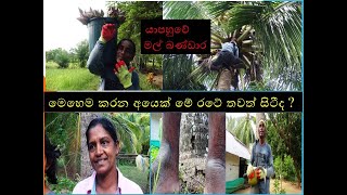 yapahuwe mal bandara යාපහුවේ මල් බණ්ඩාර