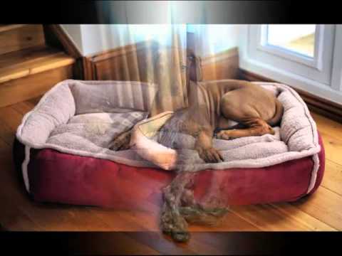 petsmart dog bed sale