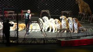 Tigers Don't Belong In The Circus