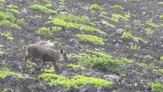 富士山のニホンカモシカ