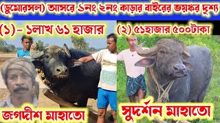 ডুমোরশোল আসরের ১নং 2নং কাড়ার বাইরের ভয়ঙ্কর দৃশ্য টা দেখুন। জগদীশ মাহাতো ও সুদর্শন মাহাতোর কাড়া।