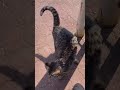 【女子キジトラ猫ツンデレちゃん】のびのび、鳴声かわいいね。 地域猫 公園猫 cat