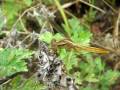 ショウジョウトンボ　（crocothemis servilia mariannae） 2009 video 17