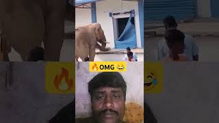 சிங்கம் வேட்டையாடும் போது