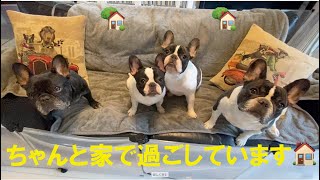 4BUHIの自粛生活 3日目フレンチブルドッグ 【Frenchbulldog】